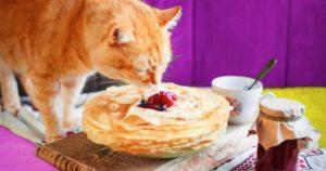 Comment sevrer un chat qui vole de la nourriture à table