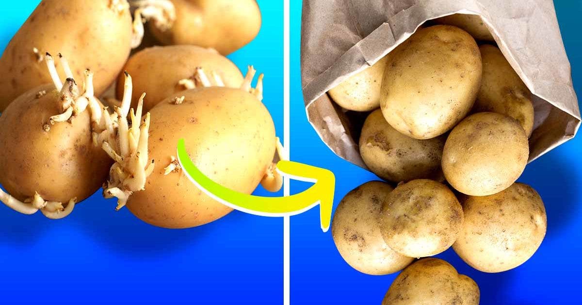 Comment stocker les pommes de terre pour éviter qu’elles ne germent