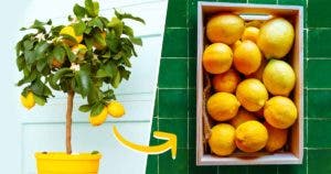 Comment tailler les citronniers2