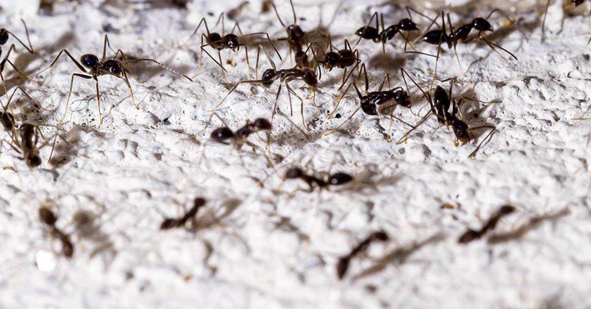 Comment tuer des fourmis 13 méthodes naturelles
