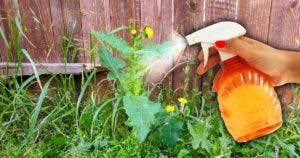 Comment tuer les mauvaises herbes sans abîmer la pelouse