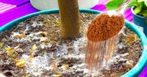 Comment utiliser la cannelle pour protéger les plantes d’intérieur des insectes et des moisissures