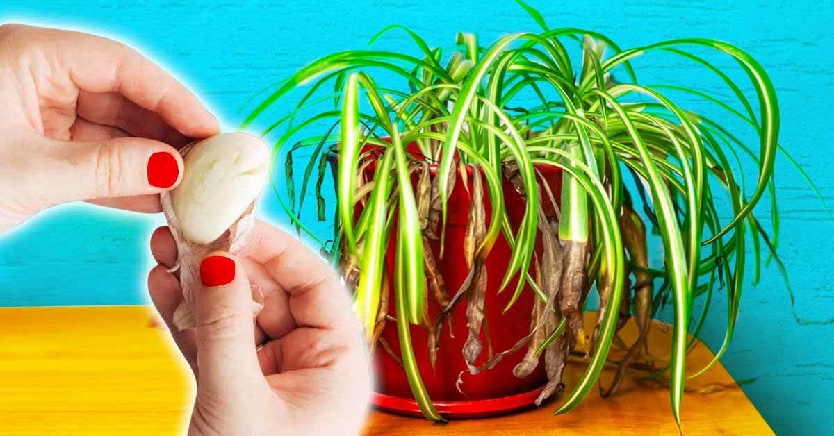 Comment utiliser l’ail pour sauver une plante d’intérieur qui se fane