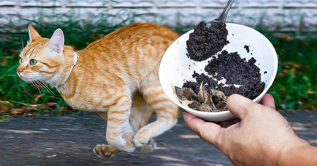 Répulsif pour chat - Qu'est-ce qu'un répulsif pour chat