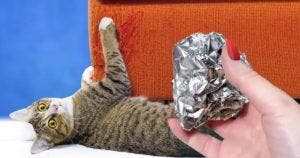 Comment utiliser le papier aluminium pour empêcher les chats de griffer vos meubles