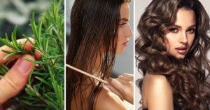 Comment utiliser le romarin pour stopper la chute de cheveux, les rendre brillants et les faire pousser ?