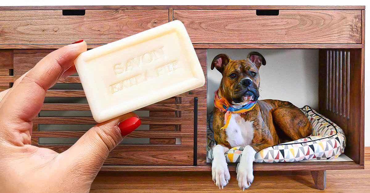 Comment utiliser le savon pour protéger vos meubles de votre chien final