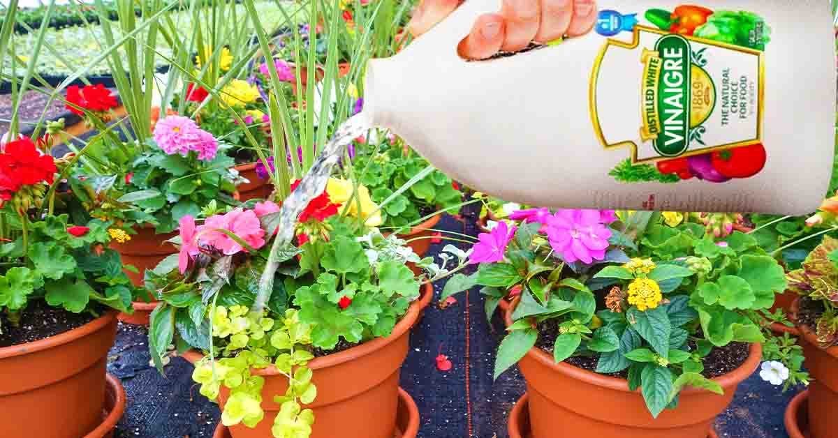 Comment utiliser le vinaigre blanc dans le jardin001