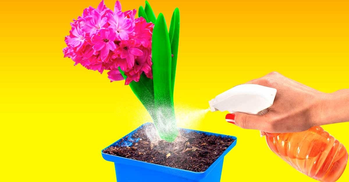 Comment utiliser le vinaigre blanc et l’eau pour l’entretien de vos plantes d’intérieur001