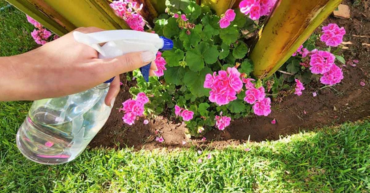 Comment utiliser le vinaigre dans votre jardin Une astuce insoupçonnée pour protéger vos plante