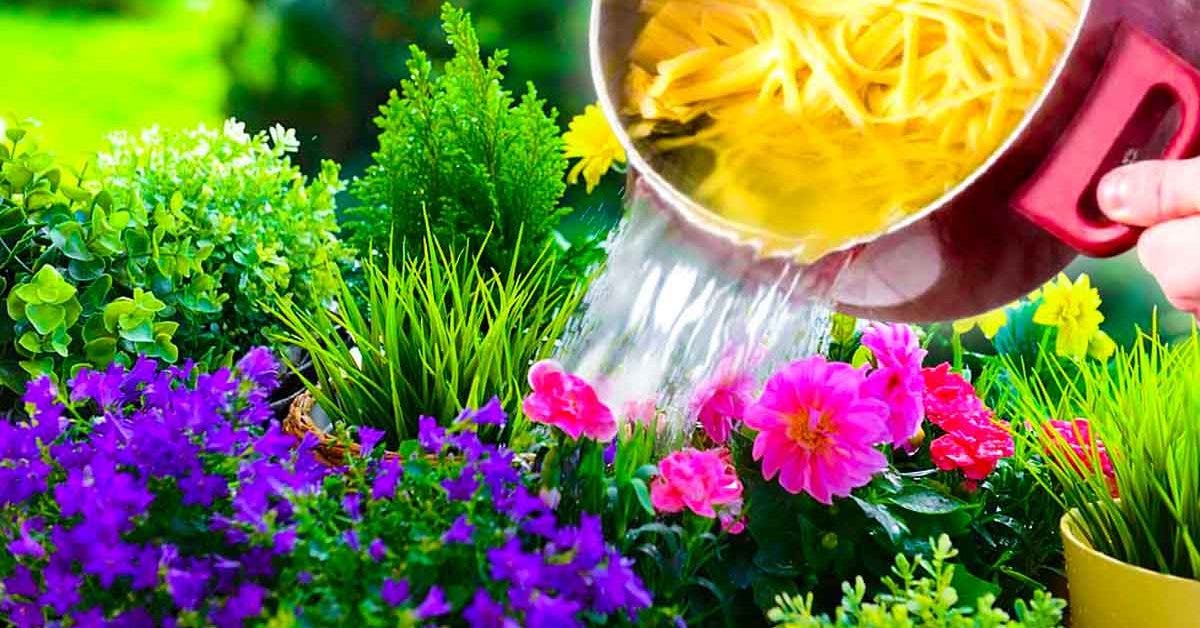Comment utiliser l’eau des pâtes pour fertiliser vos plantes001