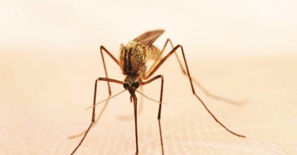 Voici comment ne plus se faire piquer par les moustiques !