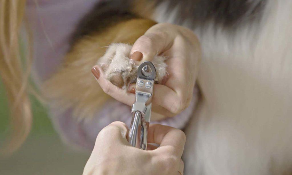 Comment couper les griffes d’un chien : guide complet pour débutants