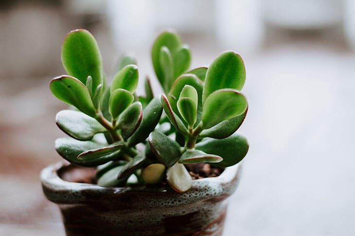 Crassula ovata 1