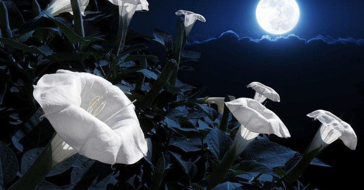 Creez votre propre jardin avec des fleurs qui fleurissent la nuit