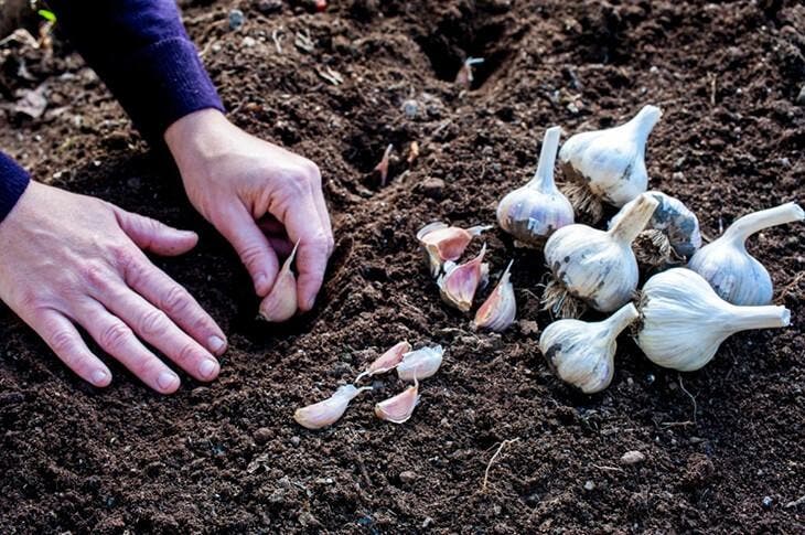 Coltivare l'aglio nel tuo giardino
