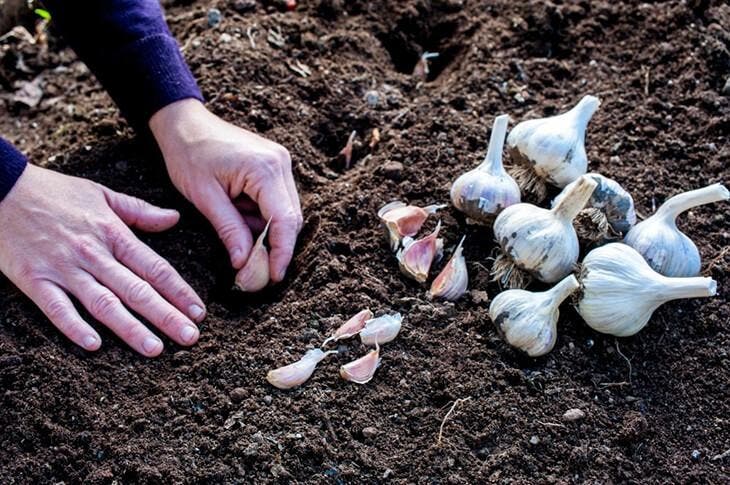 Cultivando ajo en tu jardín