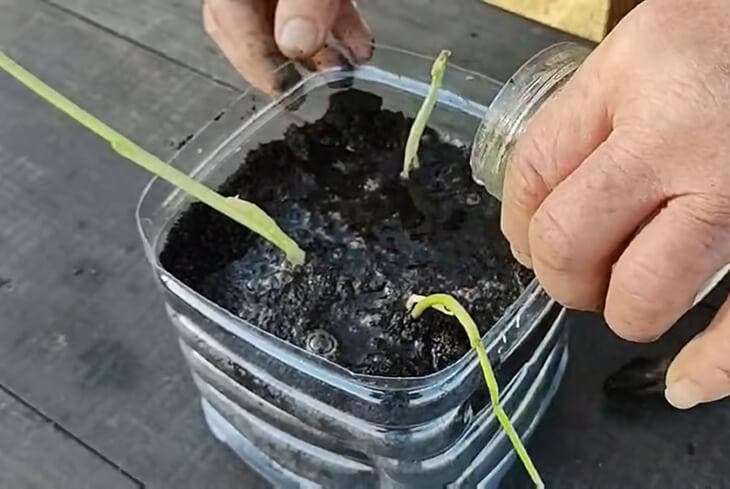Knoblauch in einem 5-Liter-Behälter anbauen