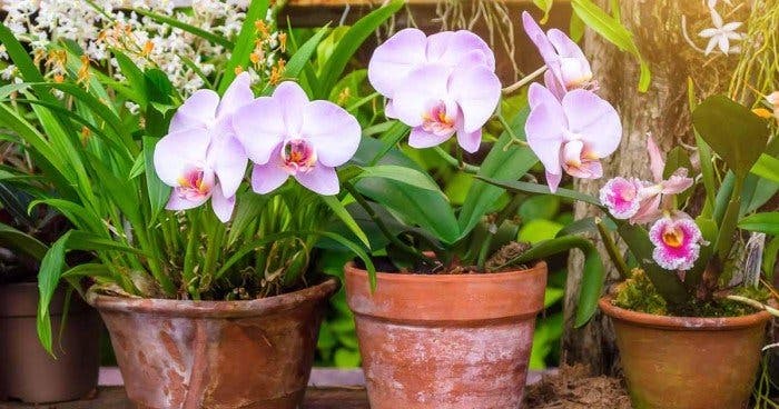 Coltivazione di orchidee