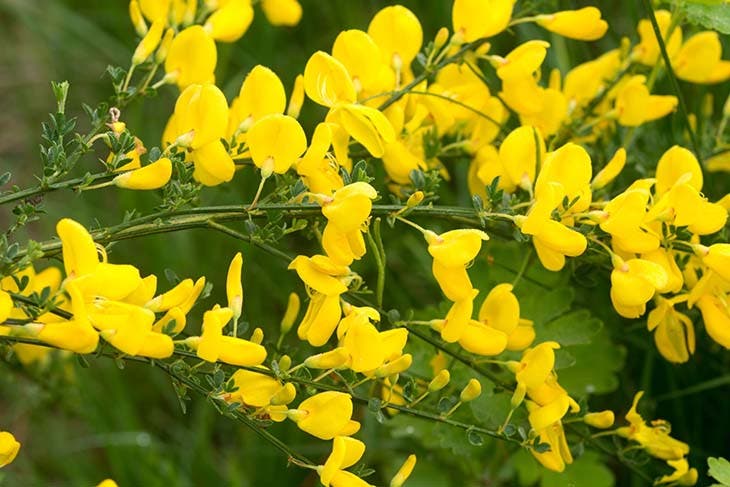 Cytisus scoparium