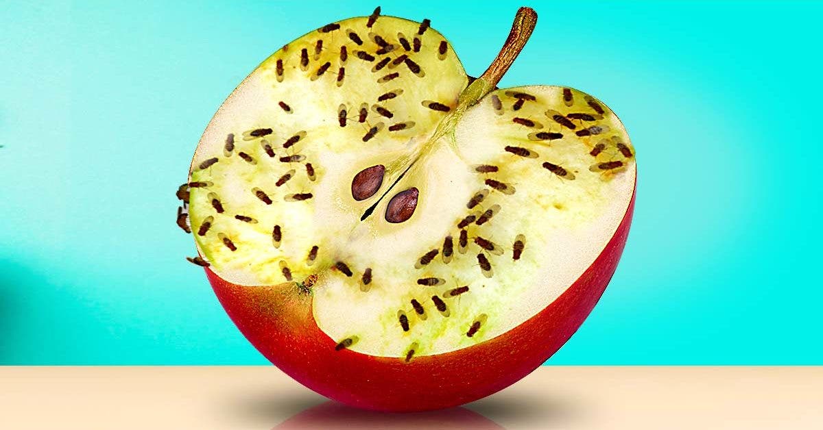 Comment se débarrasser des mouches à fruits?