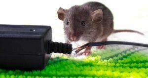 Débarrassez-vous des souris pour de bon grâce à une astuce naturelle001