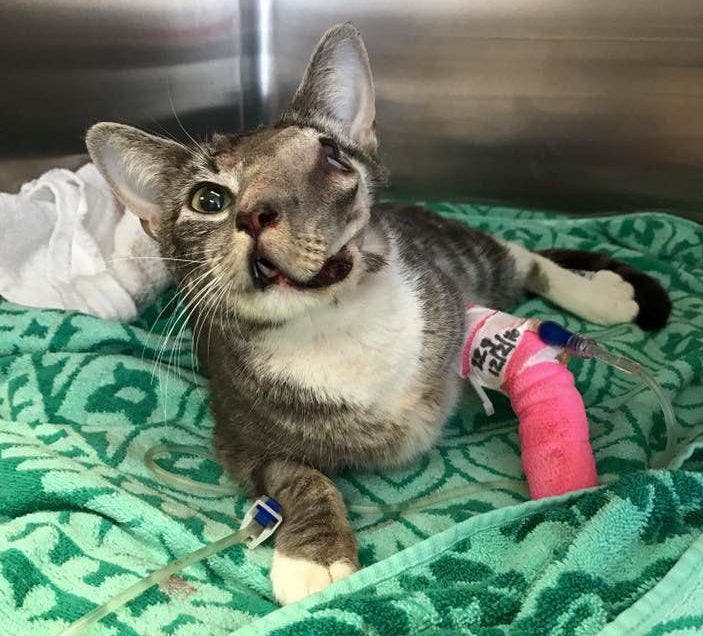 un chat atteint d’une tumeur qui allait lui coûter la vie