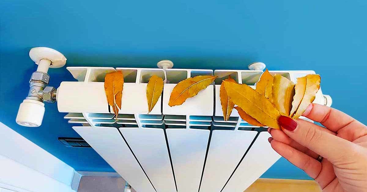 Déposer des feuilles de laurier sur votre radiateur, c’est la solution à l’un des plus grands problèmes de la maison