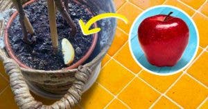 L’astuce de la tranche de pomme pour éloigner les insectes qui attaquent vos plante