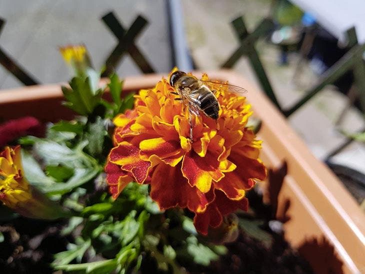 abejas en el balcón