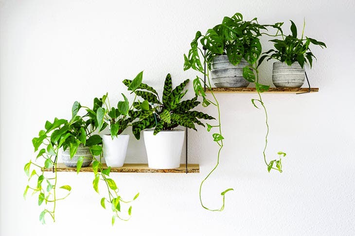beautiful indoor plants