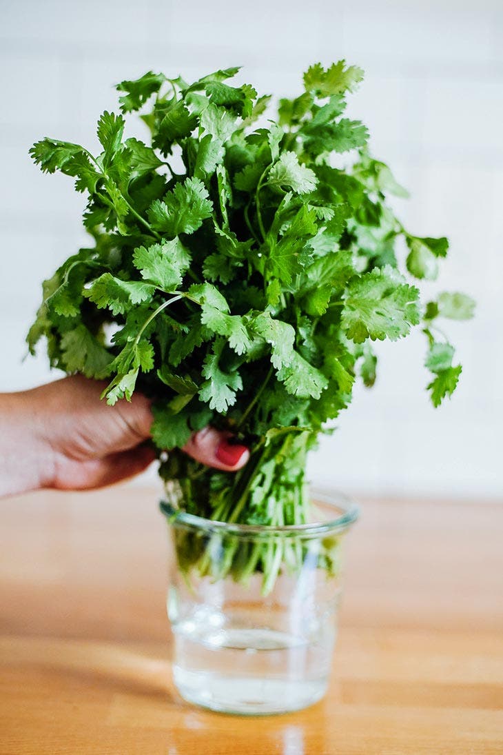 Coriander sprigs in a glass of water