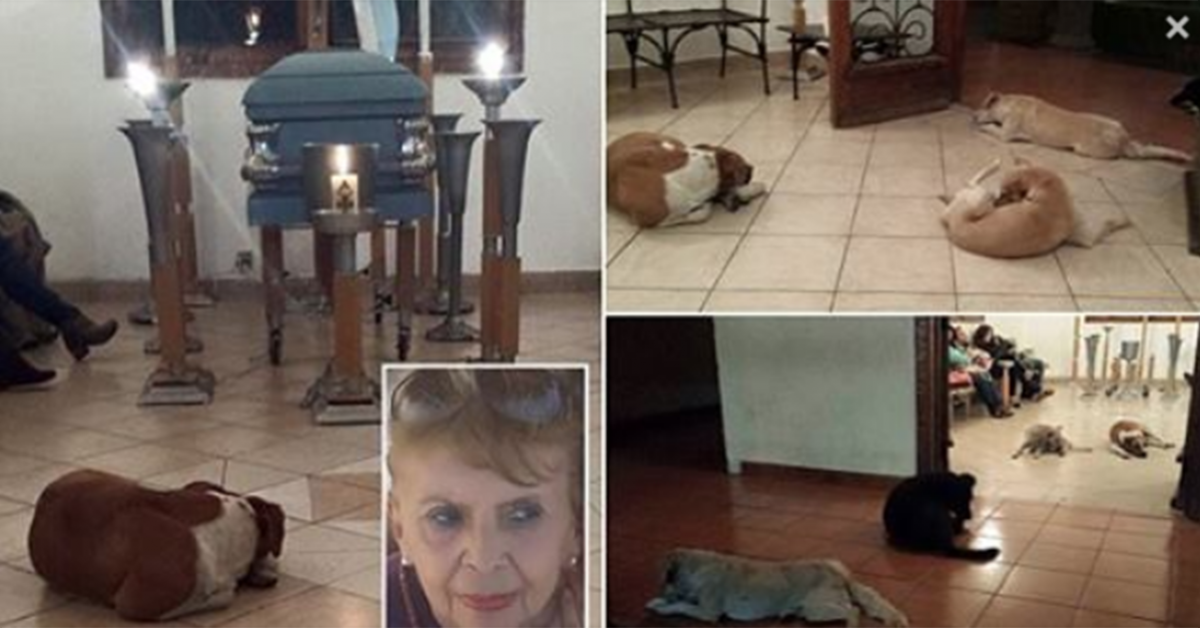 Des chiens errants sont venus aux funérailles d’une vieille dame pour lui rendre hommage