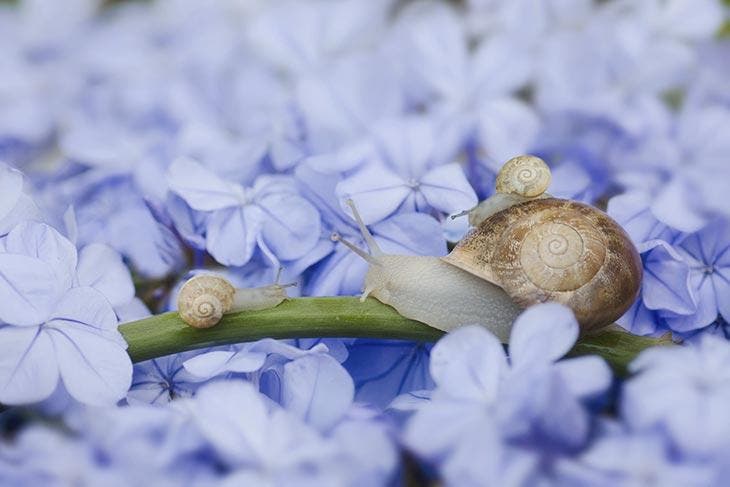 caracoles en flores