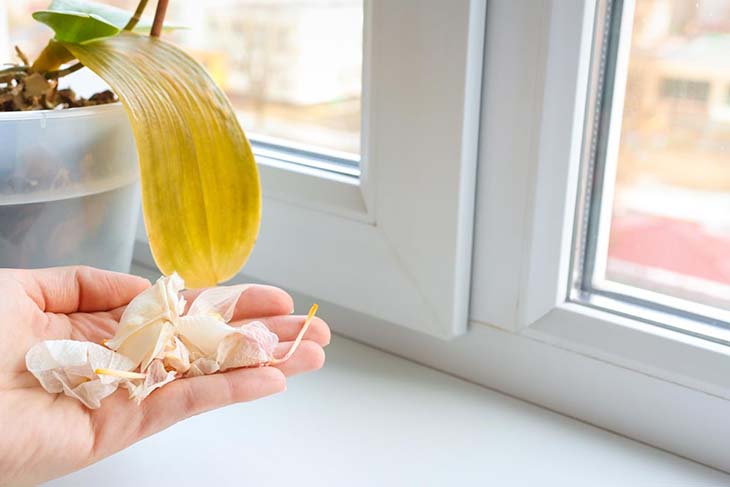 flores de orquídea