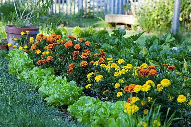 Flores de caléndula en el jardín