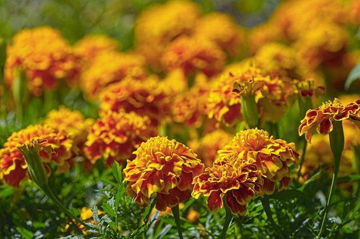 Flores de caléndula plantadas en el jardín.