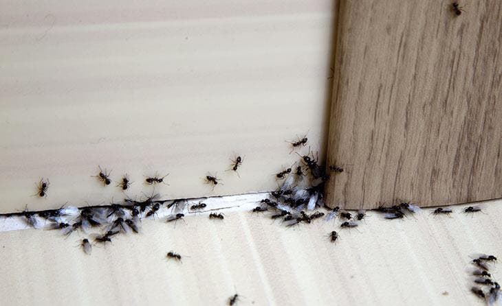 ants at home