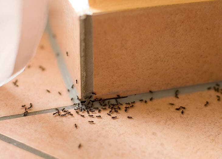hormigas en el suelo