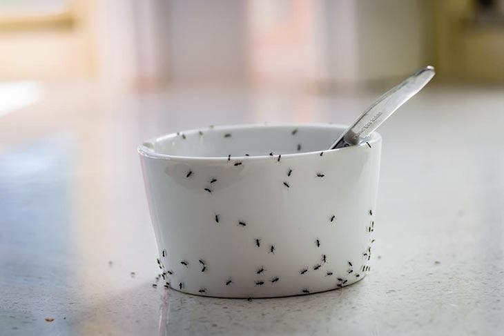 Hormigas en un plato de mermelada