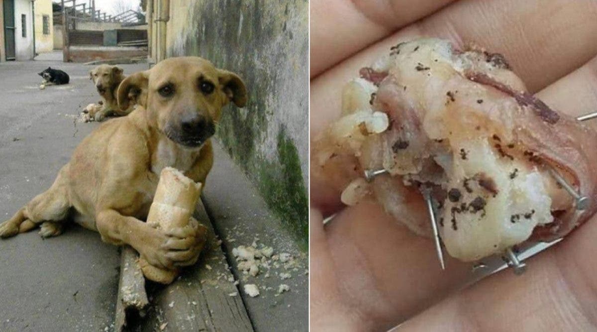 Des gens cruels nourrissent les chiens avec du pain et des saucisses contenant des clous et des aiguilles