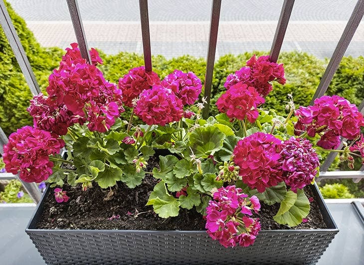 potted geraniums