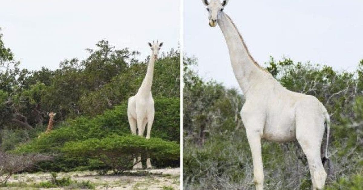 Des girafes blanches prises en photo pour la premiere fois de lHistoire 1