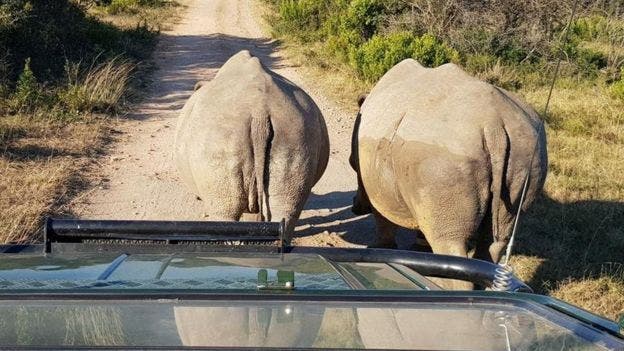 Des lions ont mangé trois braconniers de rhinocéros dans une réserve sud-africaine