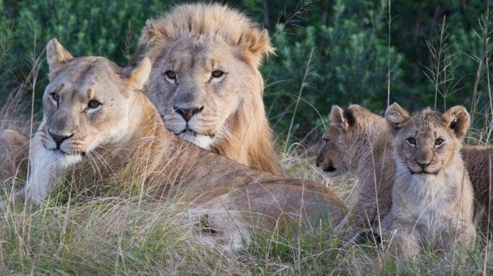 Des lions ont mangé trois braconniers de rhinocéros dans une réserve sud-africaine