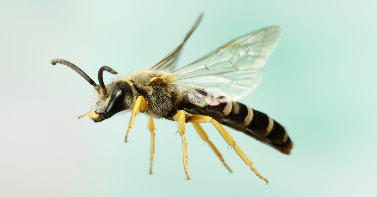 médecins découvrent 4 abeilles vivant à l’intérieur de l’oeil