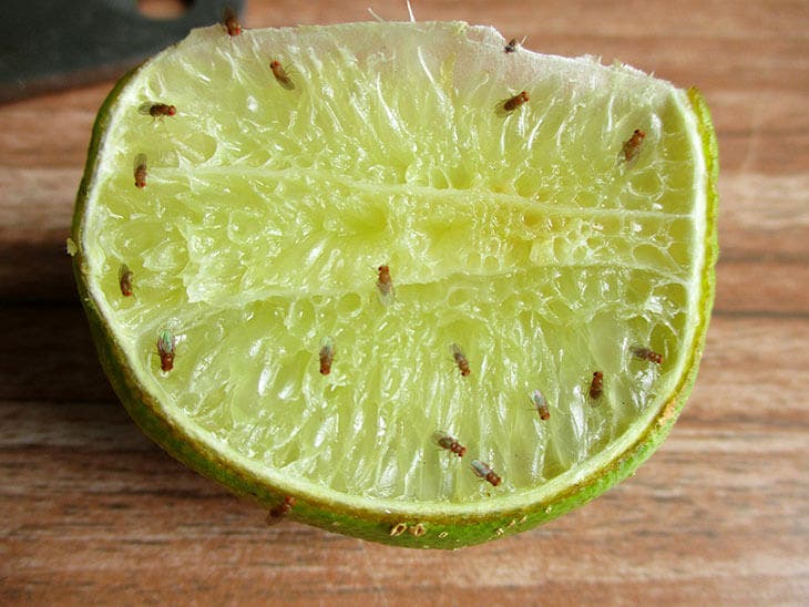 Des mouches sur des fruits Des mouches sur des fruits