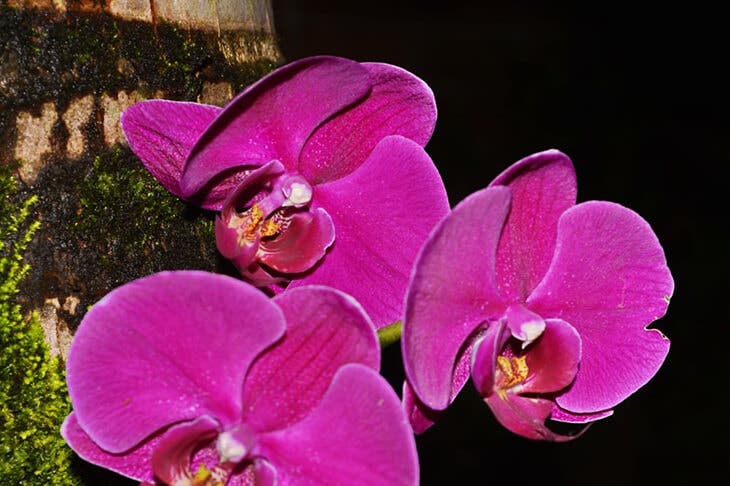 Well cared for orchids