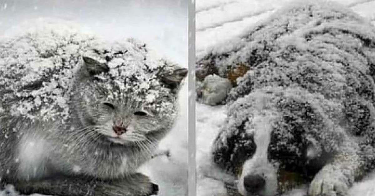 Des personnes sans cœur abandonnent leurs animaux de compagnie dans le froid et les laissent mourir de froid