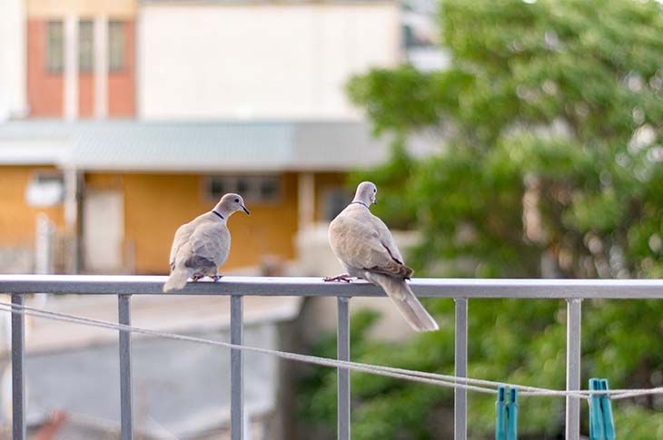 palomas en el balcon